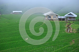 Green rice terraces on holiday at pa bong paing village,  Mae-Jam Chiang mai, Thailand