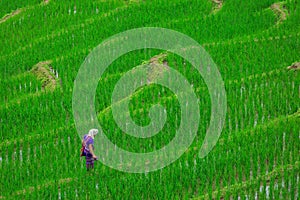 Green rice terraces on holiday at pa bong paing village,  Mae-Jam Chiang mai, Thailand