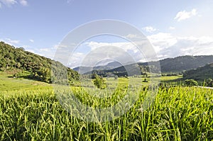 Green rice terraces in the valley of mountains in Thailand