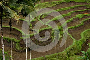 Green Rice terraces view with palm trees