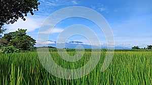 Green ricefield with beautiful scenery of mountain and blue sky