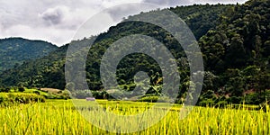 Green ricefield in Myanmar