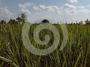 Green ricefield photo