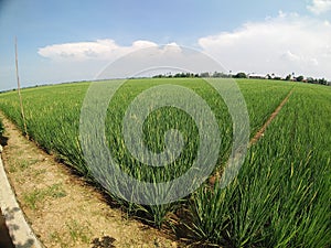 A green ricefields