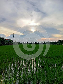 A green ricefields of Indonesia