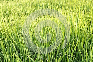 The green ricefields