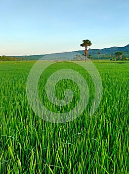 Green Ricefields with a Tree and Clear Sky