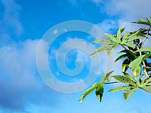 green ricinus leaves on a left side of an image against a blue sky with small clouds photographed from below