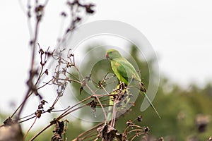 Green ring-necked parakeets with red beak and green feathers are exotic invaders in european nature with curious intelligence