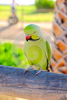 Green ring-necked parrot on the Canary Island of Fuerteventura,