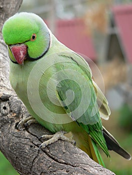 Green ringnecked parrot