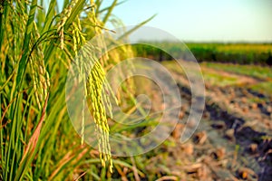 Green and rip paddy plant after harvesting rice tree