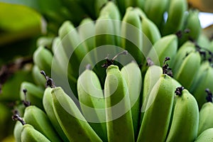 Green or ripe Bananas are one of the most healthy, easily digestible food