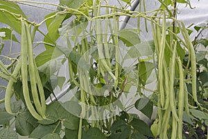 Green ripe beans plants