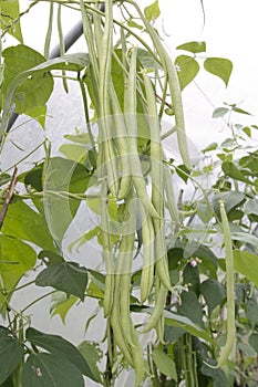 Green ripe beans plants