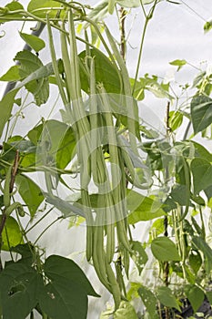 Green ripe beans plants