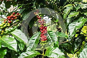 Green and ripe coffee beans still in the coffee tree
