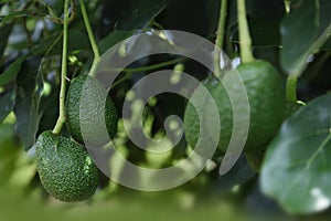 Green ripe Hass avocados on tree