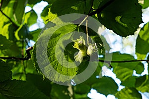 Green ripe hazelnuts on a branch of a wild bush