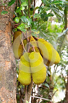 Green ripe jackfruit or nangka growing on a tree, tropical fruit in India, food plantation and harvest photo
