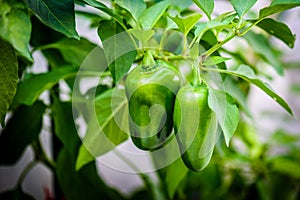 Green ripe jalapeno chili hot pepper on a plant photo