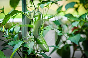 Green ripe jalapeno chili hot pepper on a plant photo