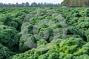 Green ripe kale or curly leaf cabbage growing on farm field, ready to harvest