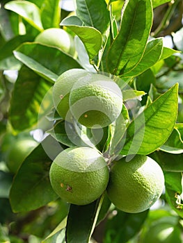 Green ripe lime fruit (Citrus aurantifolia) grow on tree branch.