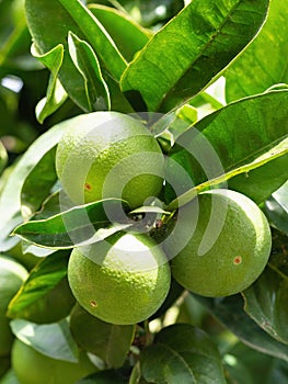 Green ripe lime fruit (Citrus aurantifolia) grow on tree branch.