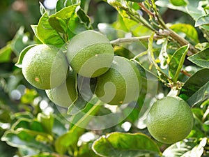 Green ripe lime fruit (Citrus aurantifolia) grow on tree branch.