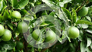 Green ripe lime fruit (Citrus aurantifolia) grow on tree branch in 4K VIDEO.