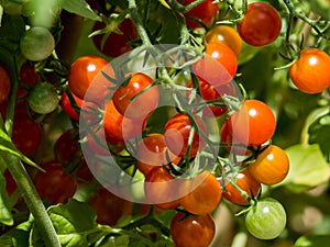 Green and ripe red cocktail tomatoes