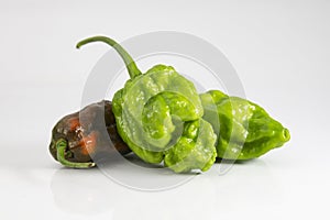 Green and ripe super hot Naga chili