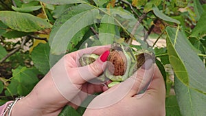 Green ripe walnuts on branch. Raw walnuts in a green nutshell. Fruits of a walnut.