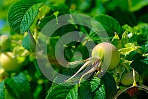 Green ripening canker-rose fruits