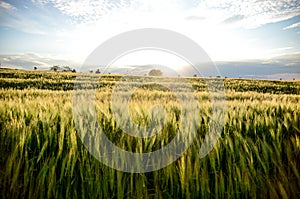 Green ripening ears of wheat blowing in the wind on the field in spring. Young ears of barley swaying. Spikelets and grains. Agric