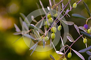 Green ripening olives on tree