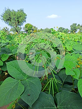 Green ripening pulses, agricultural landscape