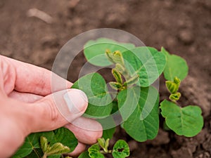 Green ripening soybean field