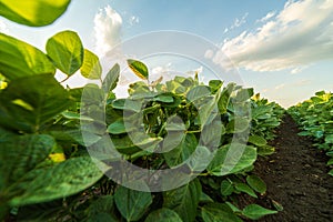 Green ripening soybean field