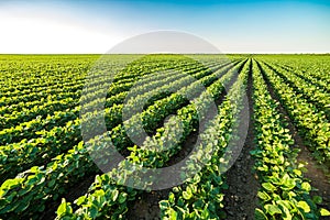 Green ripening soybean field, agricultural landscape