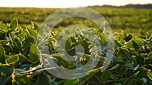 Green ripening soybean field, agricultural landscape. Flowering soybean plant. Soy plantations at sunset. Against the background