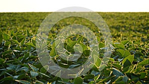 Green ripening soybean field, agricultural landscape. Flowering soybean plant. Soy plantations at sunset. Against the background