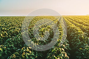 Green ripening soybean field, agricultural landscape.