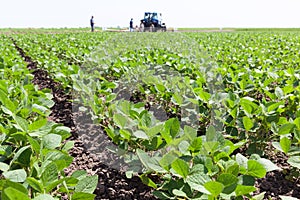 Green ripening soybean field, farmers with tractor in the background photo