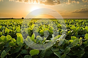 Green ripening soybean field photo