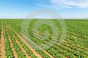 Green ripening soybean field. Rows of green soybeans. Soy plantation.