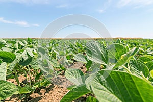 Green ripening soybean field. Rows of green soybeans. Soy plantation.