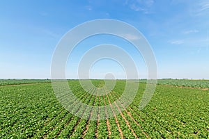 Green ripening soybean field. Rows of green soybeans. Soy plantation.