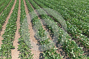 Green ripening soybean field. Rows of green soybeans. Soy plantation.